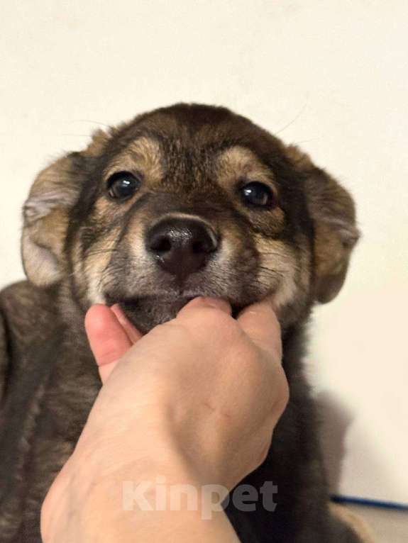 Собаки в других городах Московской области: Маркус  Мальчик, Бесплатно - фото 8