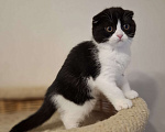 Кошки в Ярославле: Шотландская вислоухая короткошёрстная девочка  Девочка, 30 000 руб. - фото 6