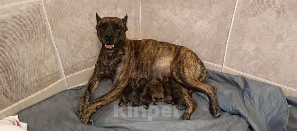 Собаки в Москве: 11 щенков (Окрас тигровый, соболиный и песочный) Мальчик, Бесплатно - фото 2