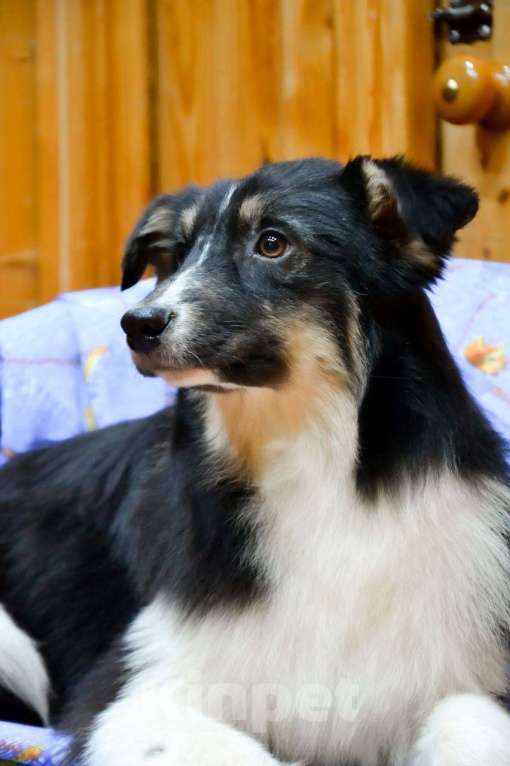 Собаки в Москве: Австралийская овчарка щенок аусси  Мальчик, 25 000 руб. - фото 1