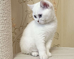 Кошки в Нижнем Новгороде: Британские котята(девочки) Девочка, Бесплатно - фото 4