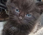Кошки в Санкт-Петербурге: Малюсенький черный котёнок с голубыми глазками Мальчик, Бесплатно - фото 1
