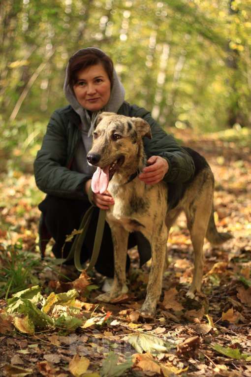 Собаки в Москве: Жизнерадостный активный Клео, 1.5 года ищет дом Мальчик, Бесплатно - фото 6