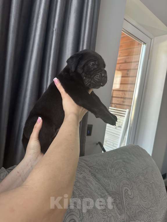 Собаки в других городах Московской области: Щенки Кане-корсо Мальчик, 45 000 руб. - фото 9