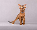 Кошки в Старом Купавне: Абиссинский подросток Мальчик, 30 000 руб. - фото 1