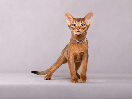 Объявление: Абиссинский котенок, 30 000 руб., Старая Купавна