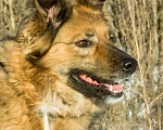 Собаки в Москве: В добрые руки  Девочка, Бесплатно - фото 4