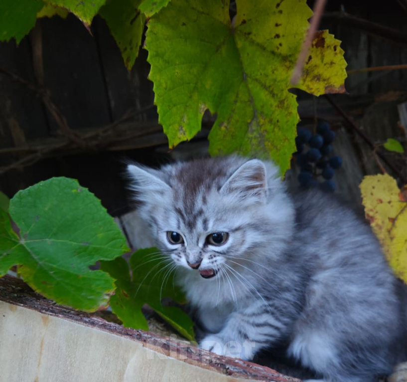 Кошки в Москве: Котёнок в добрые руки Девочка, Бесплатно - фото 5