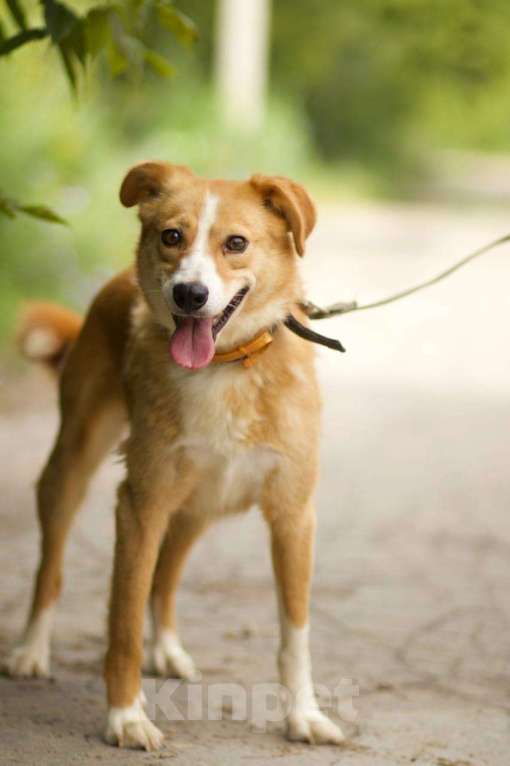 Собаки в Москве: Собачка Ася ищет дом!  Девочка, Бесплатно - фото 2