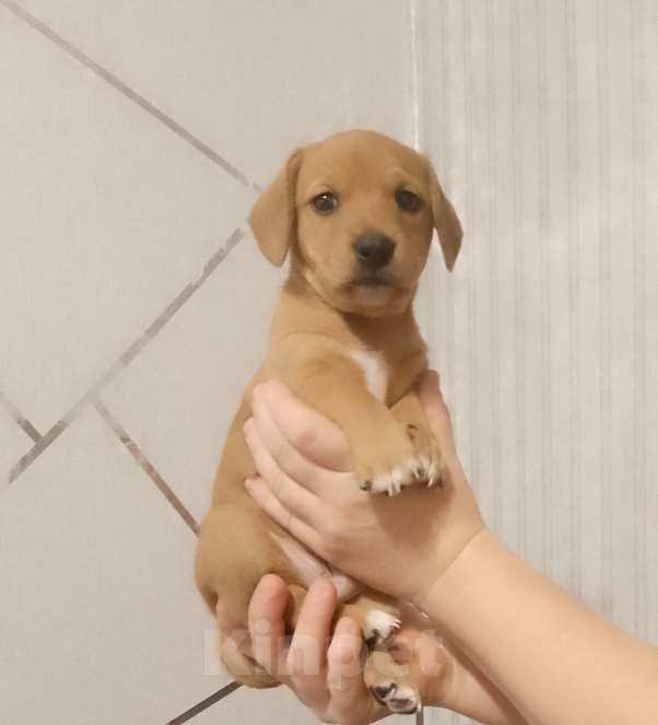 Собаки в Строителе: Тактусёнок Мальчик, Бесплатно - фото 3