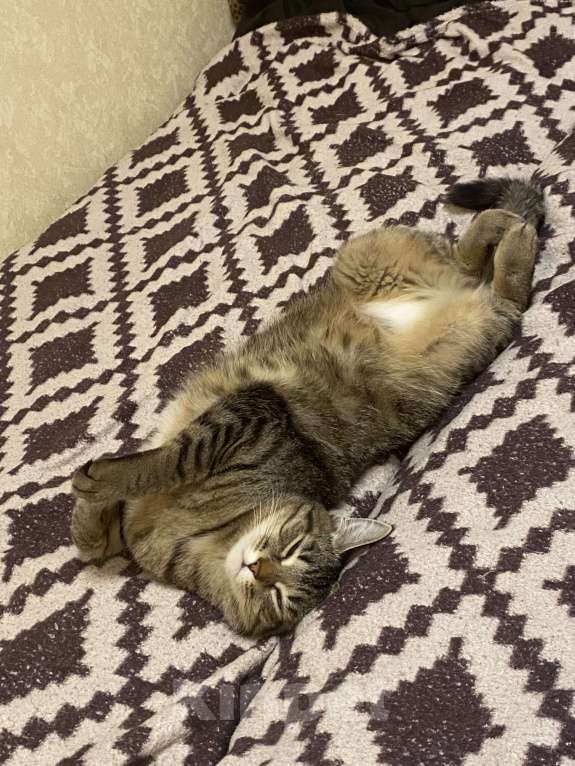 Кошки в Кирове: Кошка Девочка, Бесплатно - фото 1