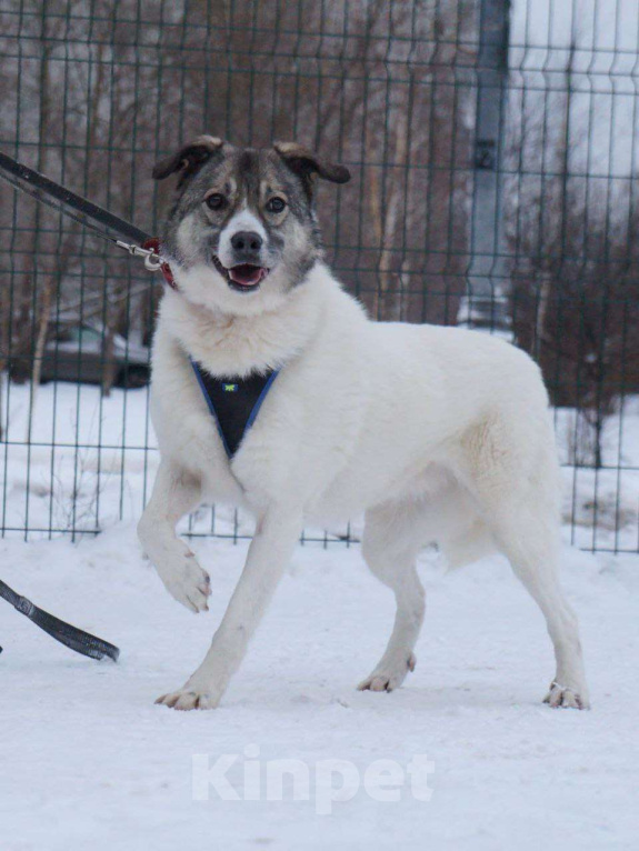 Собаки в Москве: Добрая собака Варя ищет дом Девочка, Бесплатно - фото 2
