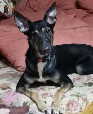 Собаки в Москве: Кенди озорная и и милая! Девочка, Бесплатно - фото 2