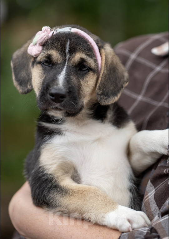 Собаки в Москве: Кнопа очень хочет домой! 🐶😍 Девочка, Бесплатно - фото 1