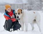 Собаки в Москве: Молодой алабай Миша в добрые руки Мальчик, Бесплатно - фото 4