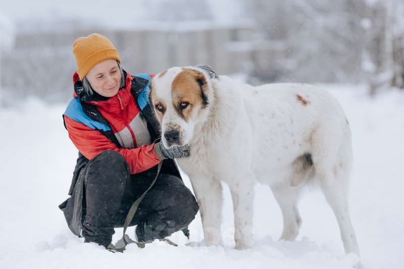 Собаки в Москве: Молодой алабай Миша в добрые руки Мальчик, Бесплатно - фото 4