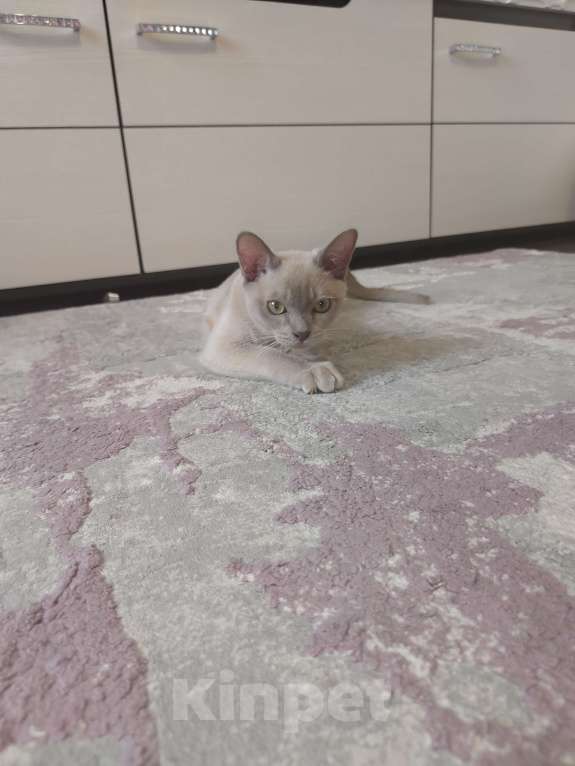 Кошки в Лыткарино: Бурманские котята Мальчик, 30 000 руб. - фото 1