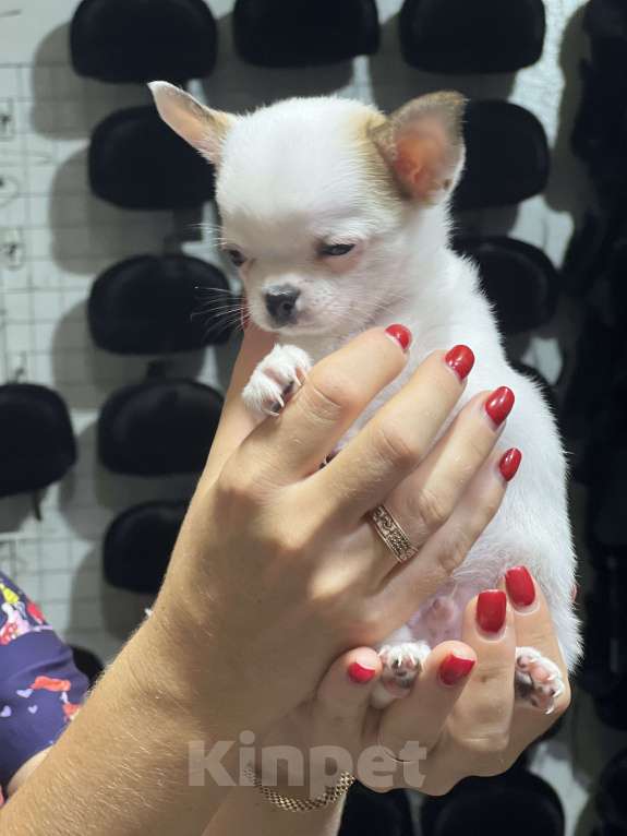 Собаки в Лабинске: Чихуахуа  Мальчик, 15 000 руб. - фото 2