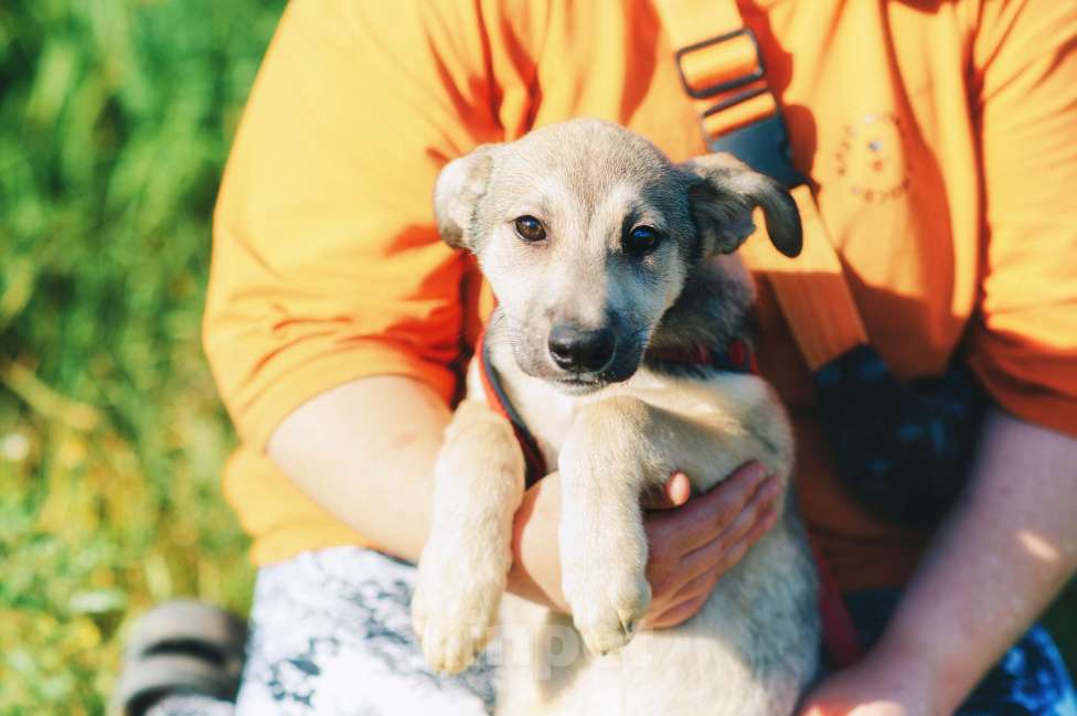 Собаки в Москве: Личи Девочка, Бесплатно - фото 4
