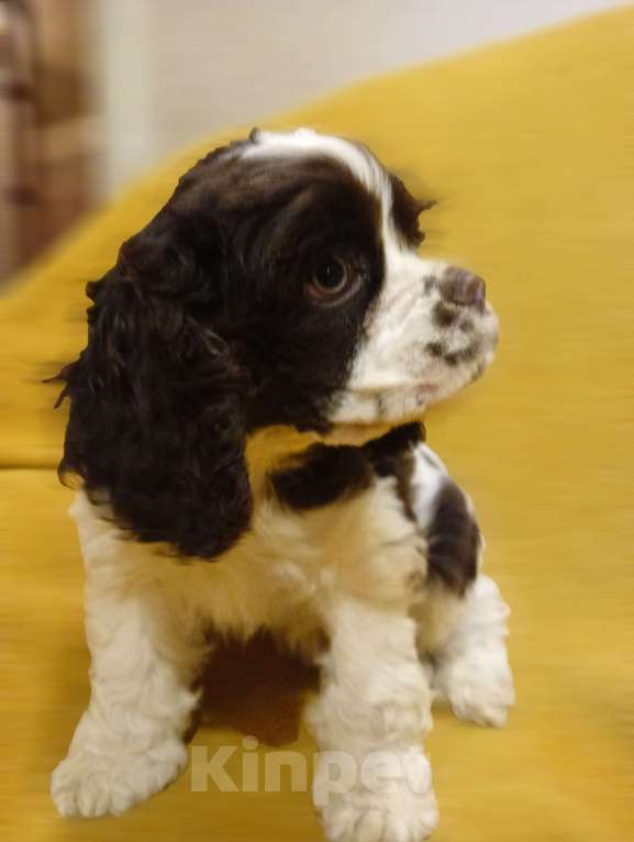 Собаки в Ярцево: Девочка для Обожания!!! Девочка, 55 000 руб. - фото 1