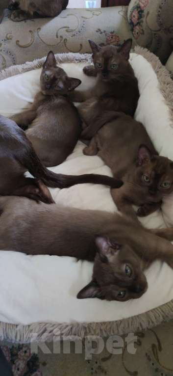 Кошки в Сланце: Котята европейской бурмы Девочка, 29 000 руб. - фото 8