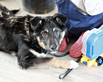 Собаки в Москве: Буч - красивый, добрый и ласковый щенок даром Мальчик, Бесплатно - фото 2