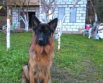 Собаки в Горном-Алтайске: Кобель для вязки Мальчик, 1 руб. - фото 3