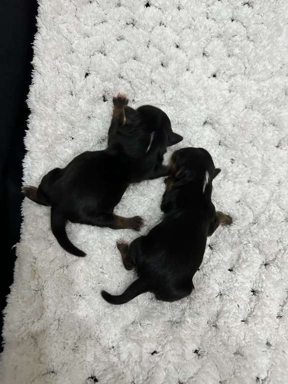 Собаки в Сарове: Щенки Мальчик, 45 000 руб. - фото 5