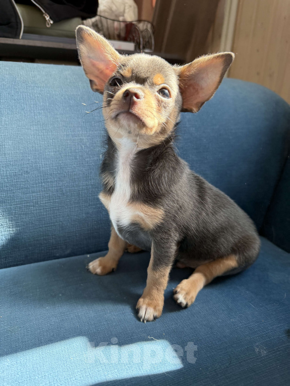 Собаки в других городах Московской области: Мальчик чихуахуа лиловый  Мальчик, 30 000 руб. - фото 6