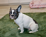 Собаки в Москве: Французские бульдоги Девочка, 100 000 руб. - фото 8