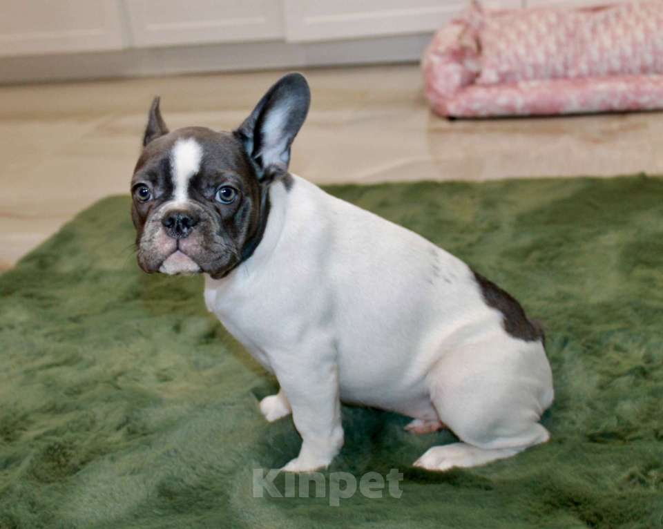 Собаки в Москве: Французские бульдоги Девочка, 100 000 руб. - фото 8