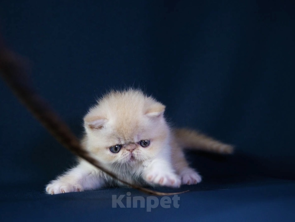 Кошки в Москве: Котенок экзот Девочка, 60 000 руб. - фото 3