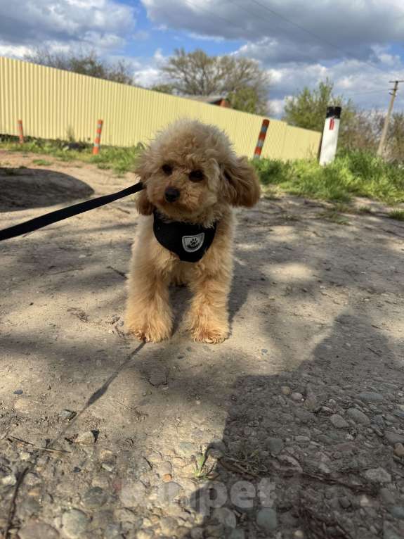 Собаки в Краснодаре: Той-пудель Мальчик, 100 000 руб. - фото 8