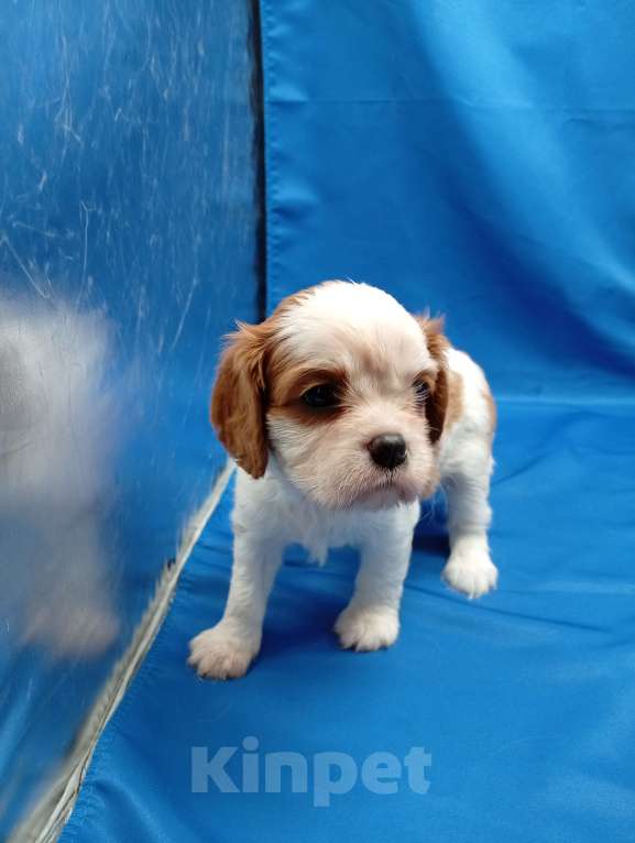 Собаки в Москве: Щенки кавалер Кинг Чарльз спаниель  Девочка, 65 000 руб. - фото 2