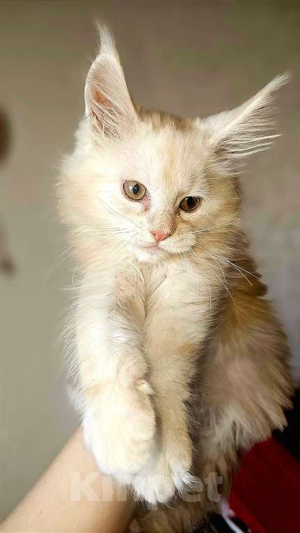 Кошки в Санкт-Петербурге: Котенок мэйнкун Мальчик, 40 000 руб. - фото 3