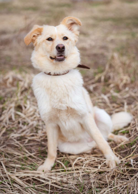 Собаки в Москве: Маленькая собачка, приучена к квартире Девочка, Бесплатно - фото 8