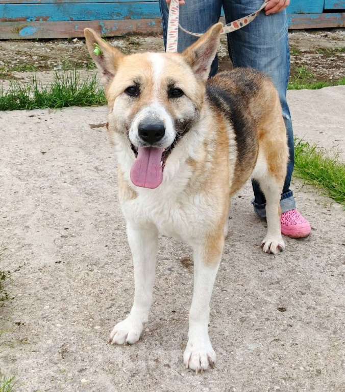 Собаки в Москве: Супер позитивная девчонка Зира ищет своего ЧЕЛОВЕКА  Девочка, Бесплатно - фото 2