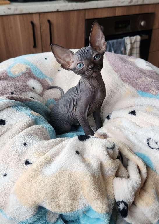 Кошки в Москве: Котята сфинкс Разнополые, 30 000 руб. - фото 5