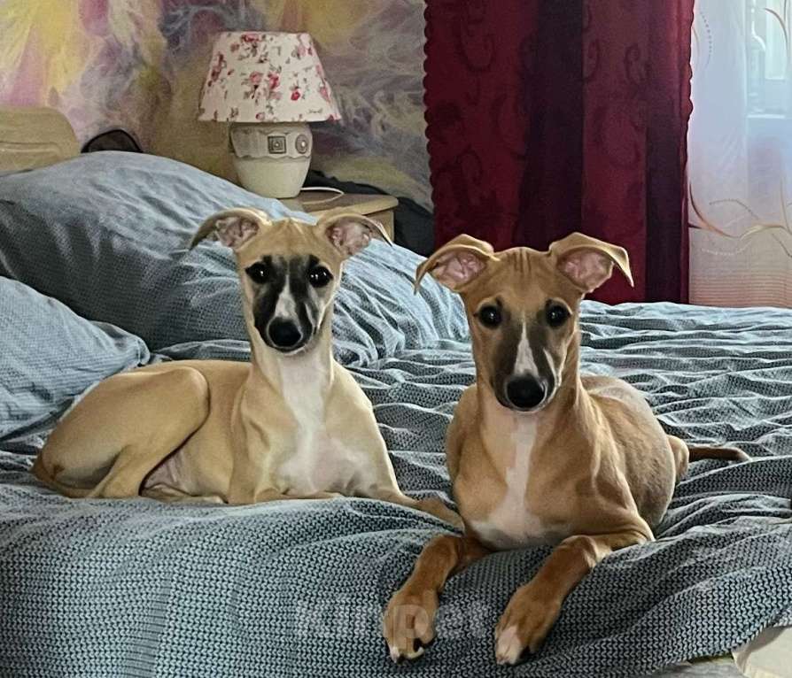 Собаки в Кубинке: Щенок уиппета Мальчик, Бесплатно - фото 7