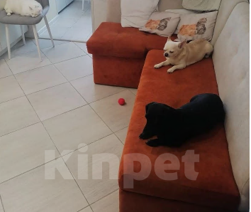 Собаки в Вологде: отдаю щенка Мальчик, Бесплатно - фото 1