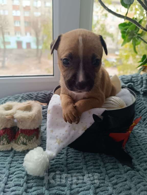 Собаки в Воронеже: Девочка от шикарных родителей питов Девочка, 10 000 руб. - фото 2