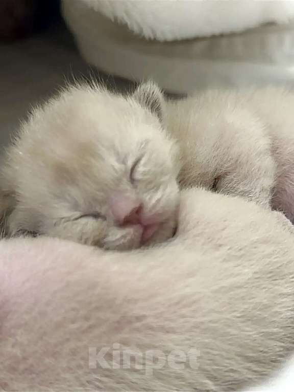 Кошки в Екатеринбурге: Бурманские клубные котята Мальчик, Бесплатно - фото 6