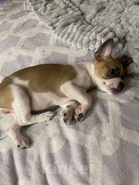 Собаки в Новосибирске: Очаровательный малыш Мальчик, 5 000 руб. - фото 4