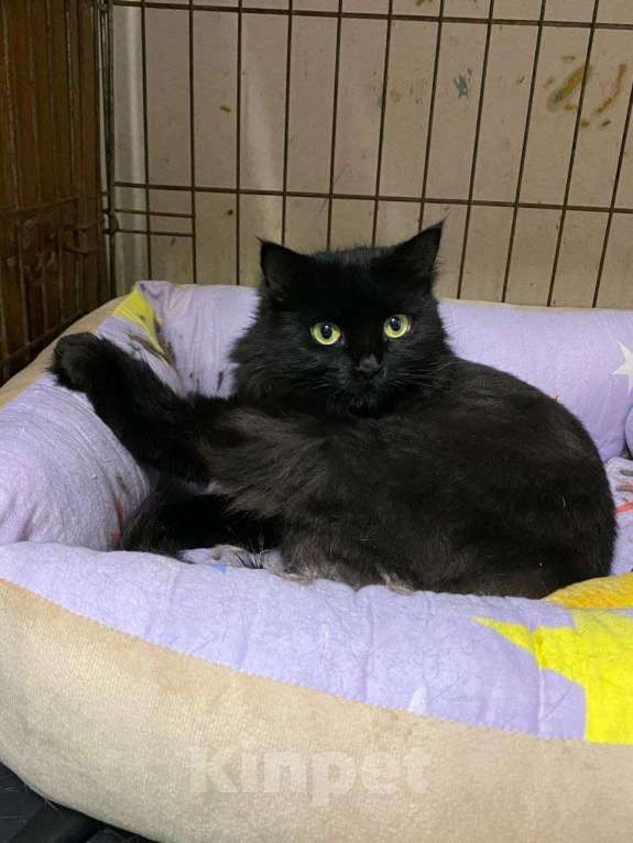 Кошки в Москве: Цицилия Девочка, Бесплатно - фото 2