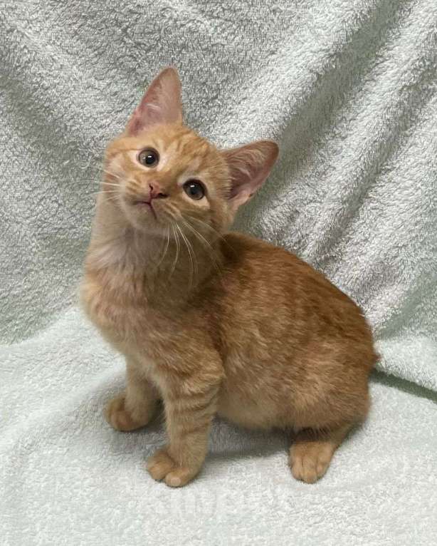 Кошки в Москве: Рыжий котенок в добрые руки  Мальчик, Бесплатно - фото 1