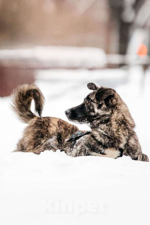 Собаки в Москве: Тигровый Чуни ищет дом Мальчик, Бесплатно - фото 3