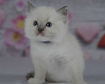 Кошки в Москве: Рэгдолл девочка с серым носиком Девочка, 30 000 руб. - фото 5