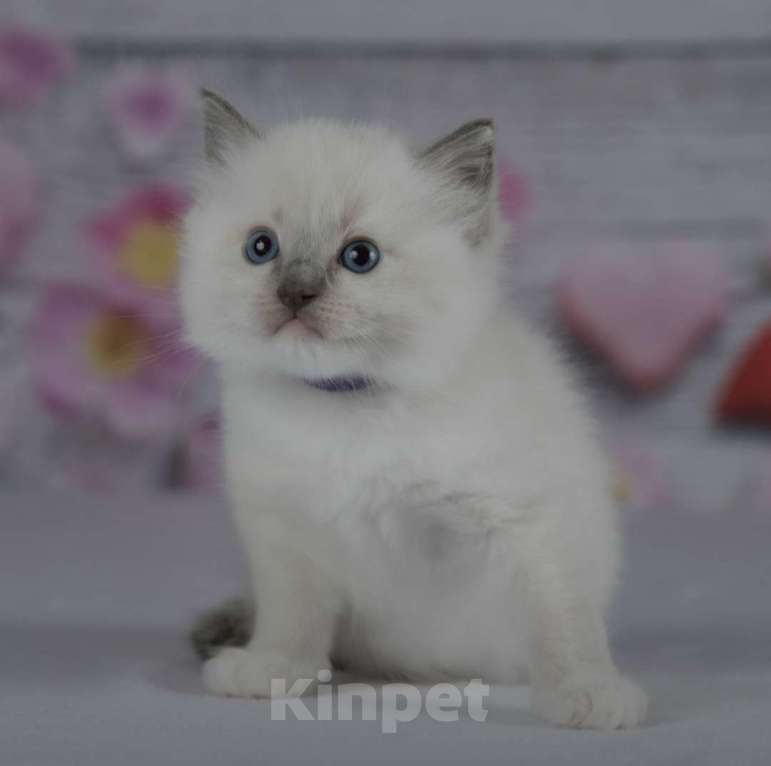 Кошки в Москве: Рэгдолл девочка с серым носиком Девочка, 30 000 руб. - фото 5