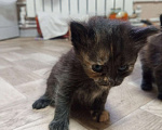Кошки в Смоленске: Кошка Девочка, Бесплатно - фото 1