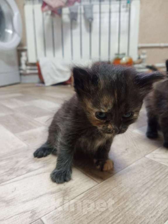 Кошки в Смоленске: Кошка Девочка, Бесплатно - фото 1